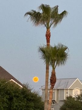 galveston island texas moon and palmtree