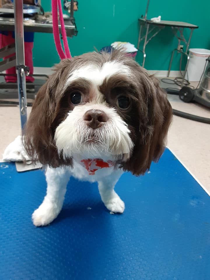 Brown and white Shih Tzu with a freshly groomed face and small red collar, on a blue grooming table. Brown and white Shih Tzu with a freshly groomed face and small red collar, on a blue grooming table.