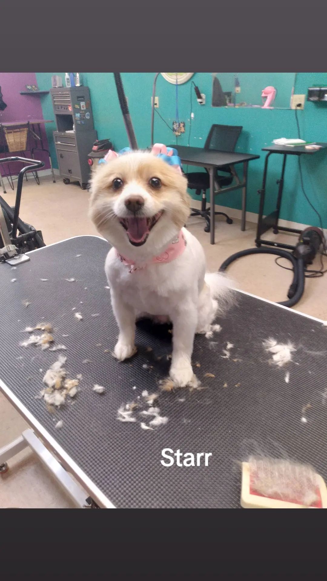 Happy dog, Starr, after grooming, sitting on a table with a pink bow, in a salon. Happy dog, Starr, after grooming, sitting on a table with a pink bow, in a salon.