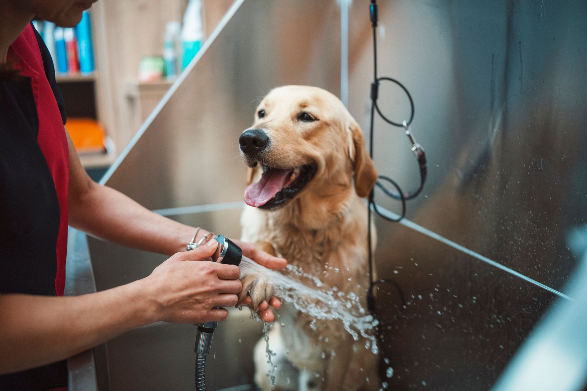 Person washes a happy golden Labrador dog in a stainless steel tub; water sprays from a handheld nozzle.