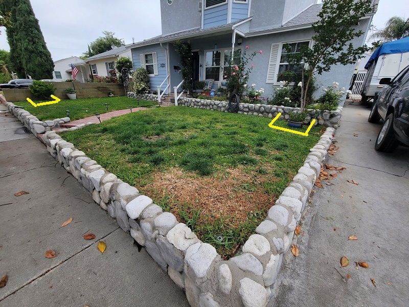 Dead grass in front yard