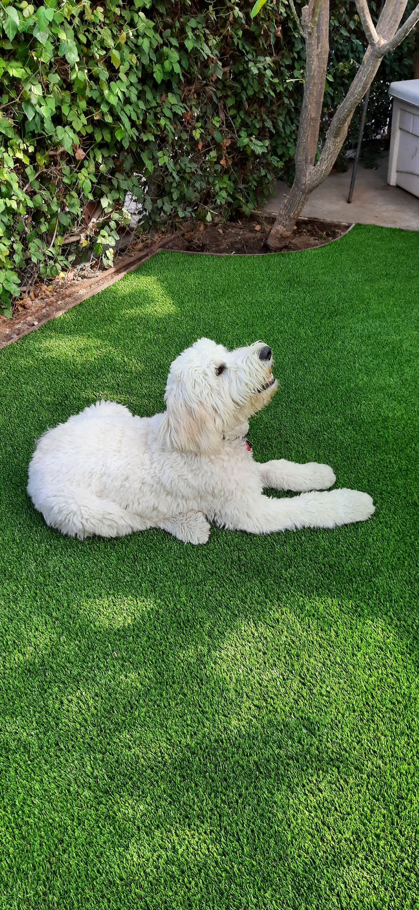 white dog on artificial grass