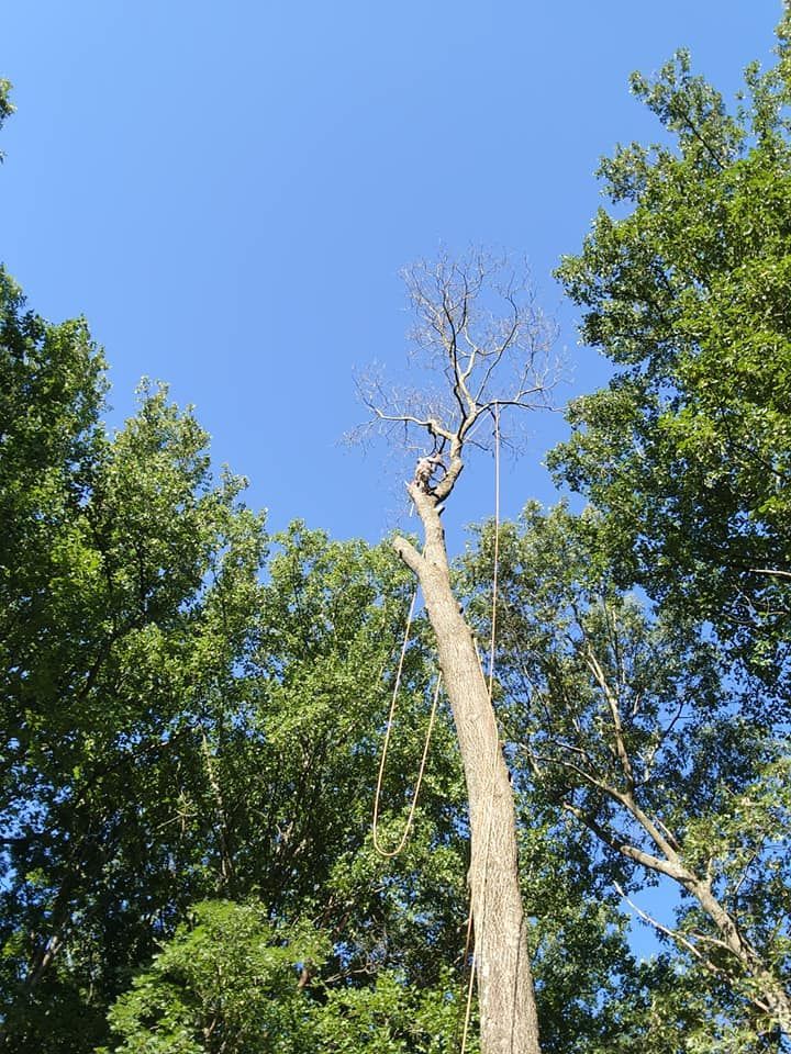 A man is climbing a tree with a chainsaw.