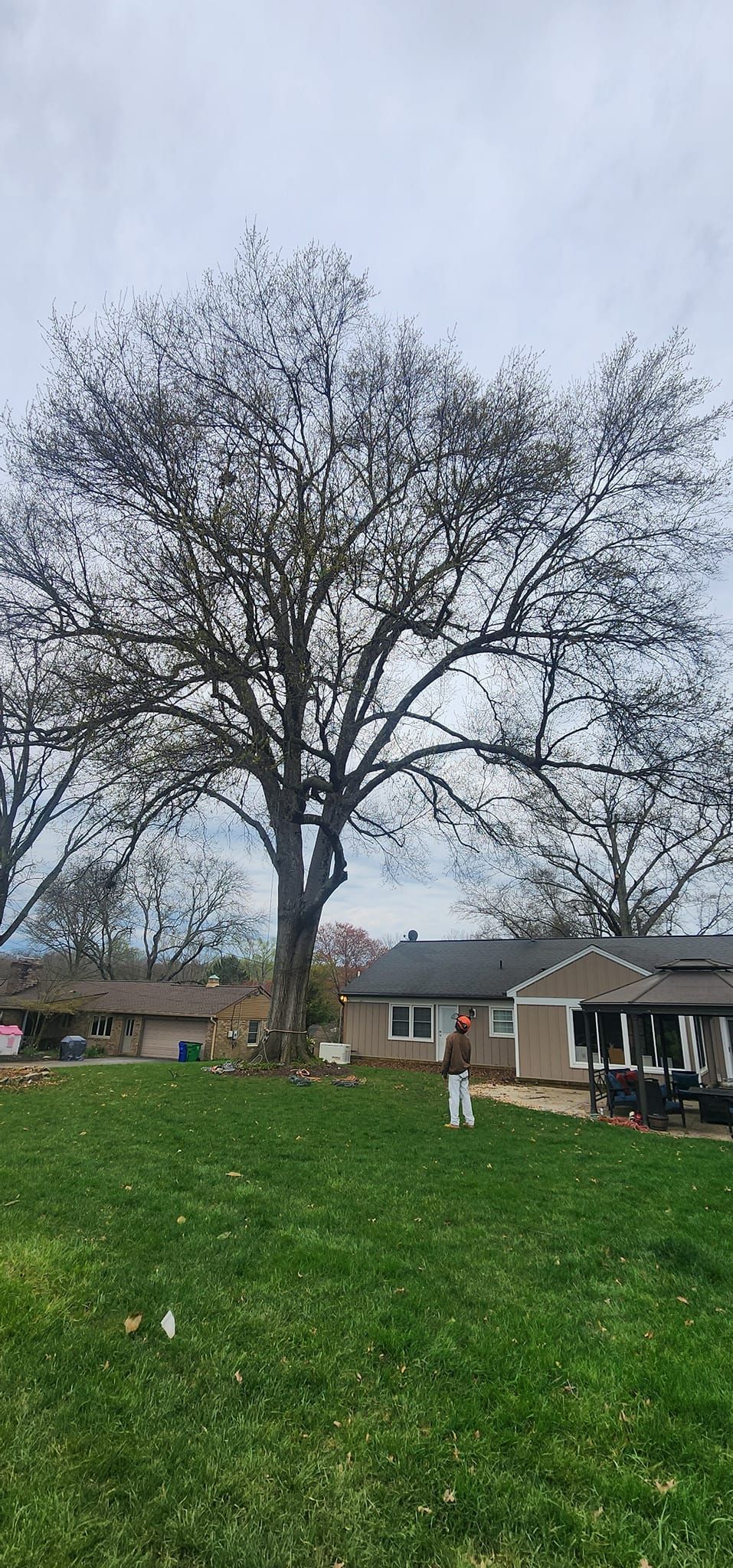 A large tree in the middle of a lush green field in front of a house.