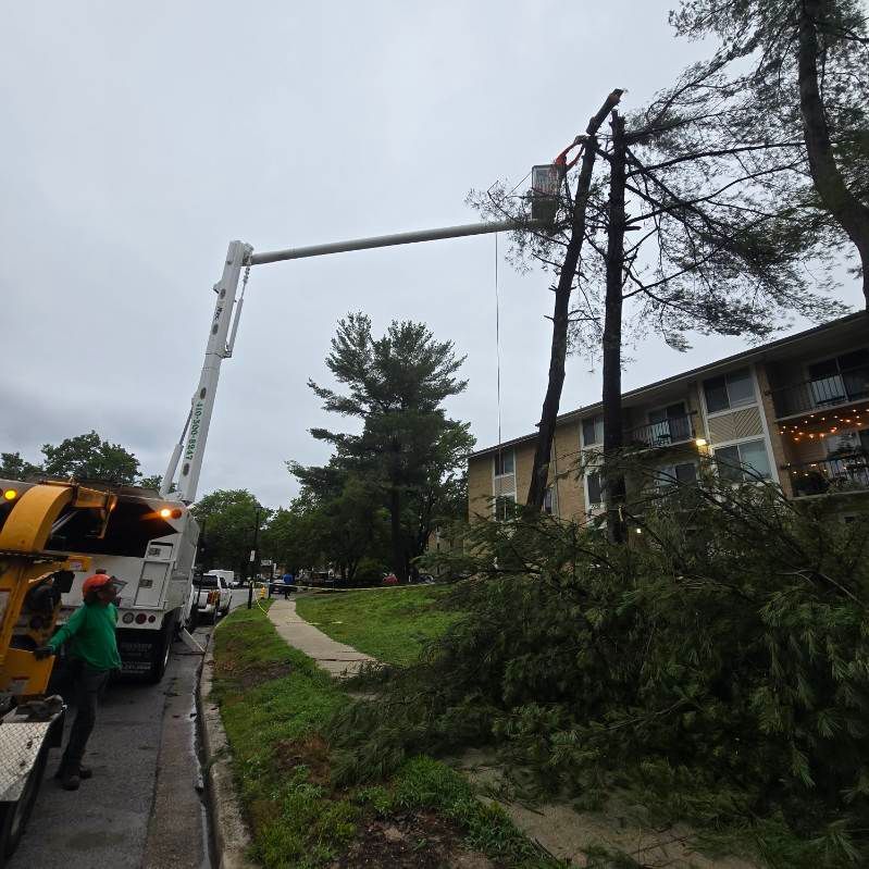 Utility truck trimming a tall tree beside an apartment building on a cloudy day