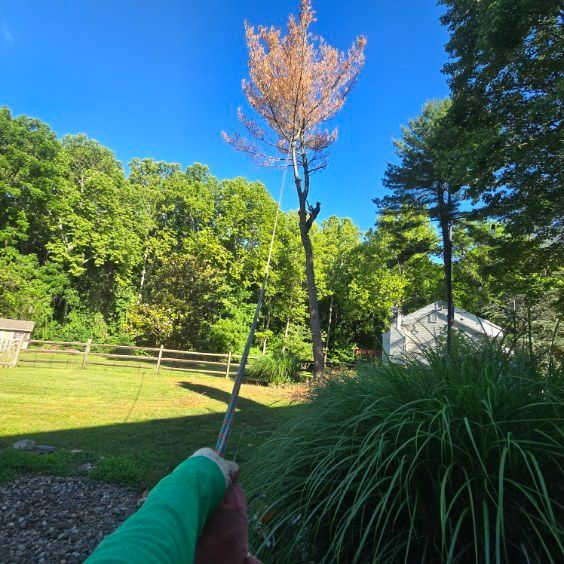 Person holding a long pole with a dead-topped tree in a sunny backyard under a blue sky