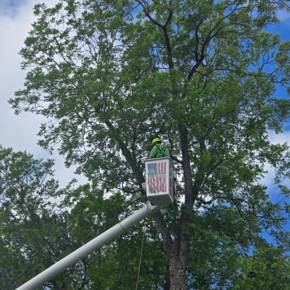 Streetlight with a poster mounted beside tall green trees under a blue sky
