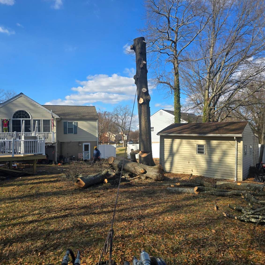 Backyard tree removal: a tall trunk with cut branches, fallen logs, house, shed, and blue sky.