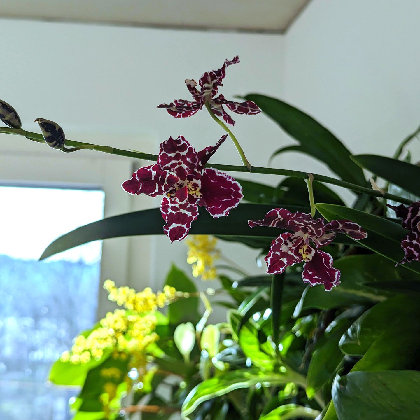 Pflanzenwand Anwaltskanzlei