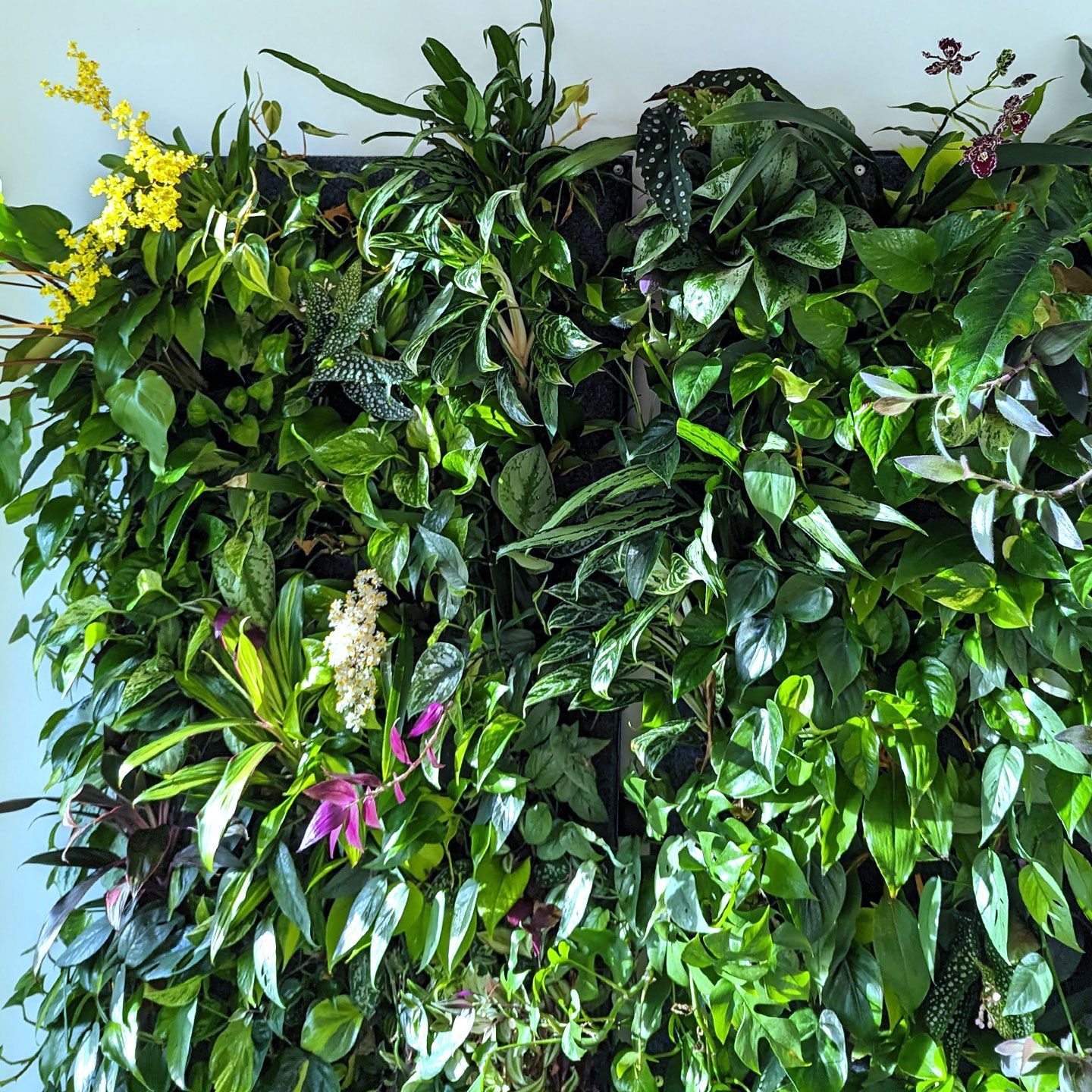 Pflanzenwand Anwaltskanzlei