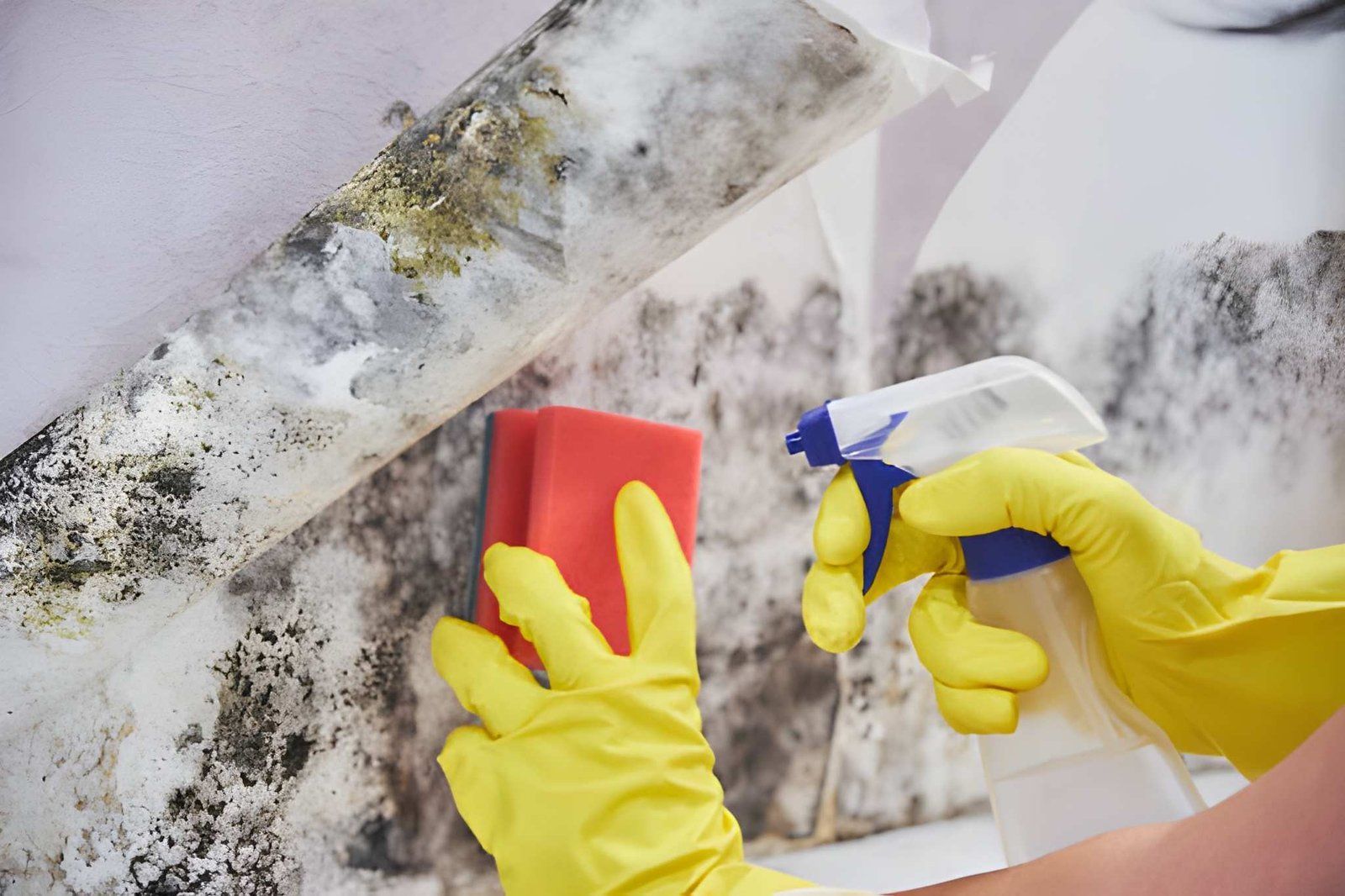 Gloved hands spray and scrub black mold from a white wall with a red sponge and spray bottle