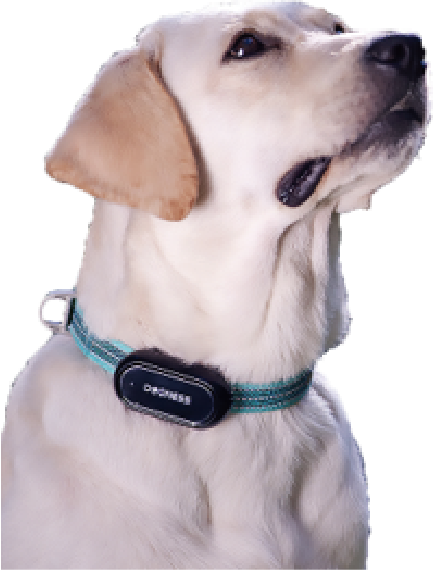 Yellow Labrador wearing a teal dog collar with a black tracking device, looking upward.