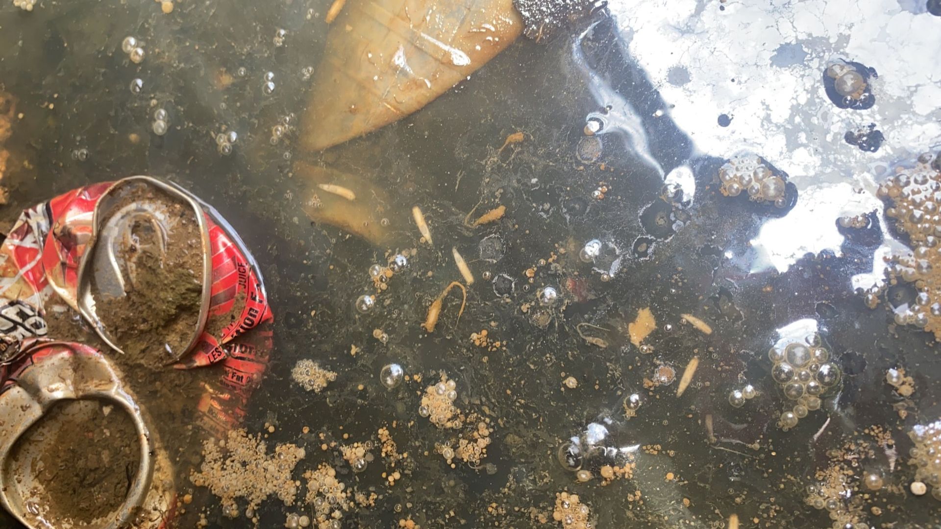 Rat-tailed maggots floating among trash in dumpster water.