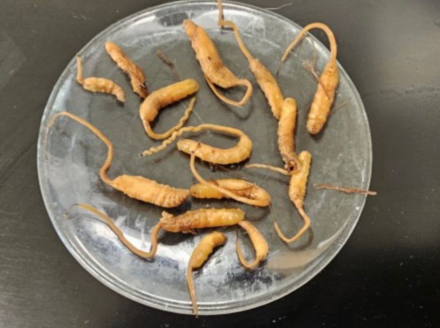 A sample of rat-tailed maggots.