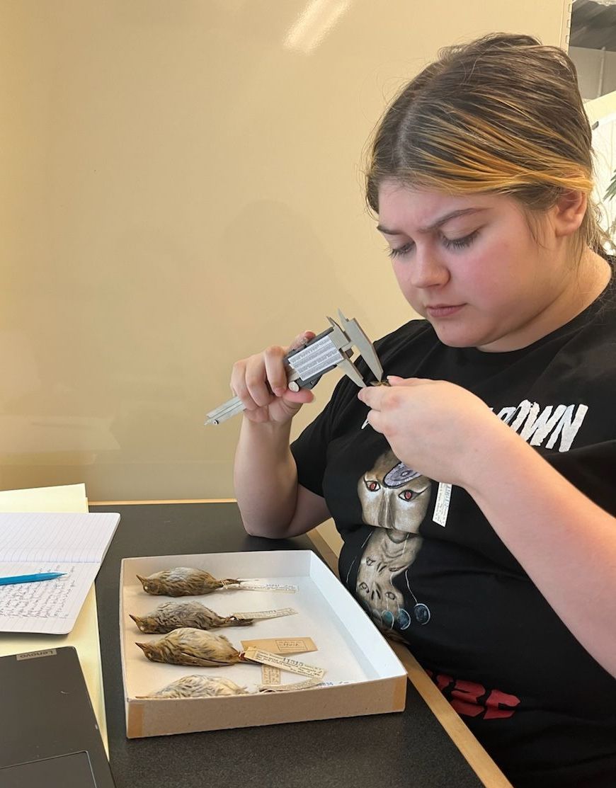 Tia using calipers to measure the beak of a small bird.