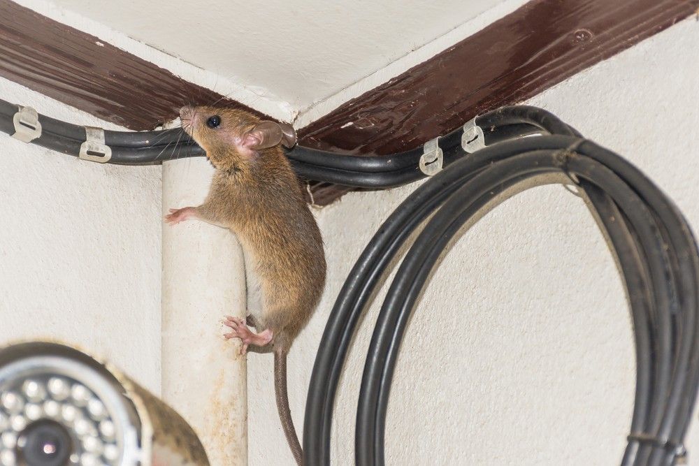A Mouse is Climbing on a Pipe in a Room — Advanced Pest Control Wollongong in Berry, NSW