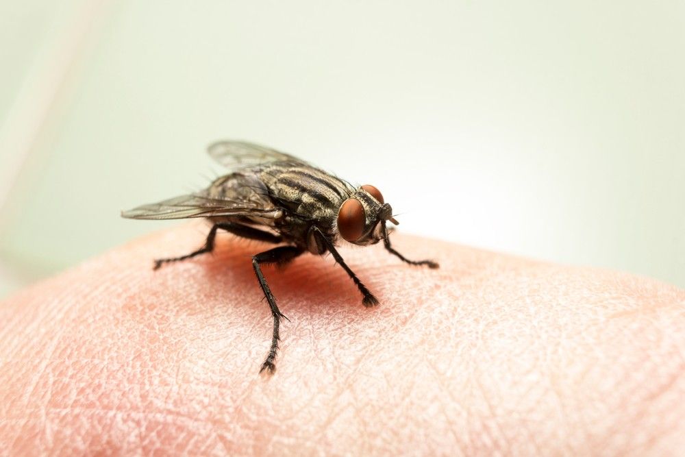 A Fly is Sitting on a Person's Arm — Advanced Pest Control Wollongong in Gerringong, NSW