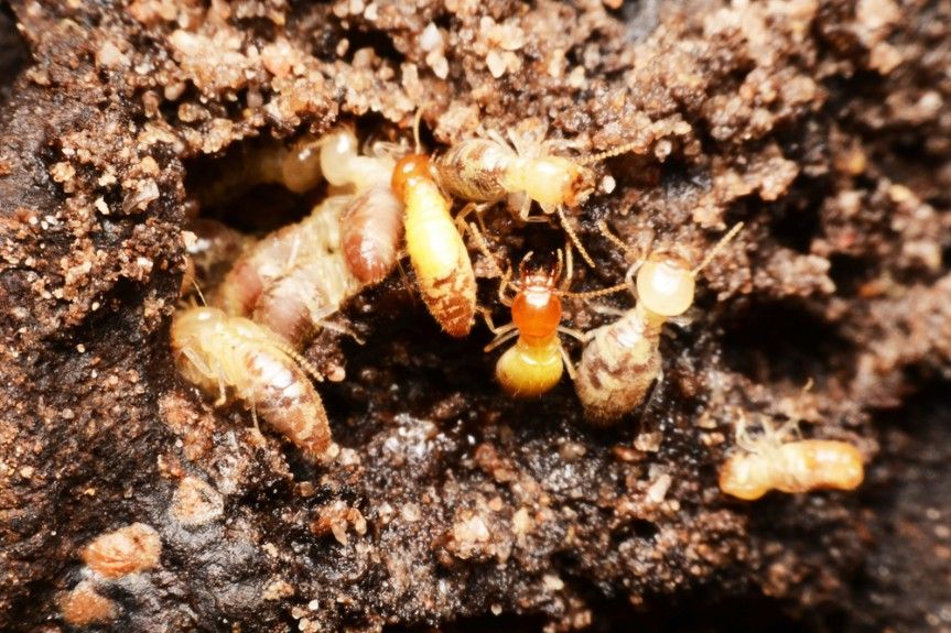 A Group of Termites Are Crawling on a Pile of Dirt — Advanced Pest Control Wollongong in Berry, NSW