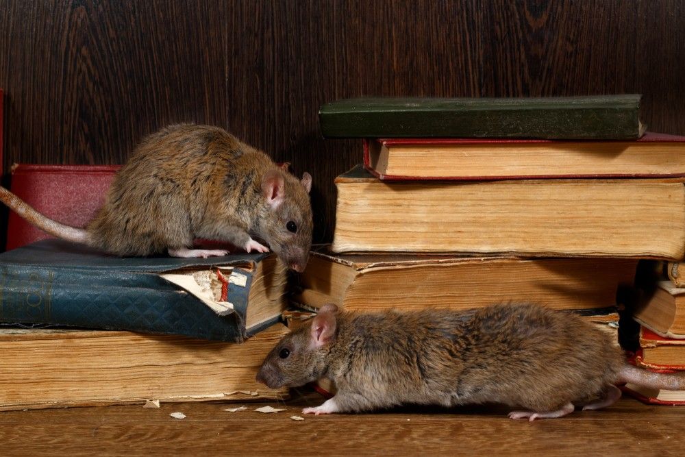 Two Rats Are Standing Next to Each Other on a Pile of Books — Advanced Pest Control Wollongong in Figtree, NSW
