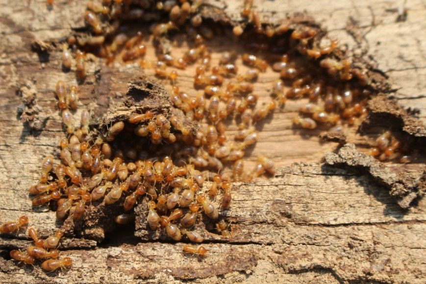 A Bunch of Termites Are Crawling on a Piece of Wood — Advanced Pest Control Wollongong in Thirroul, NSW