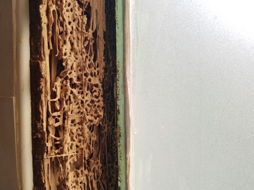 A Close Up of Termites Eating a Piece of Wood on a Wall — Advanced Pest Control Wollongong in Corrimal, NSW