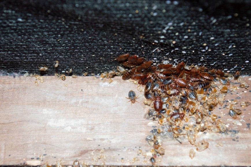 Bed Bugs Are Crawling on a Piece of Wood — Advanced Pest Control Wollongong in Albion Park Rail, NSW