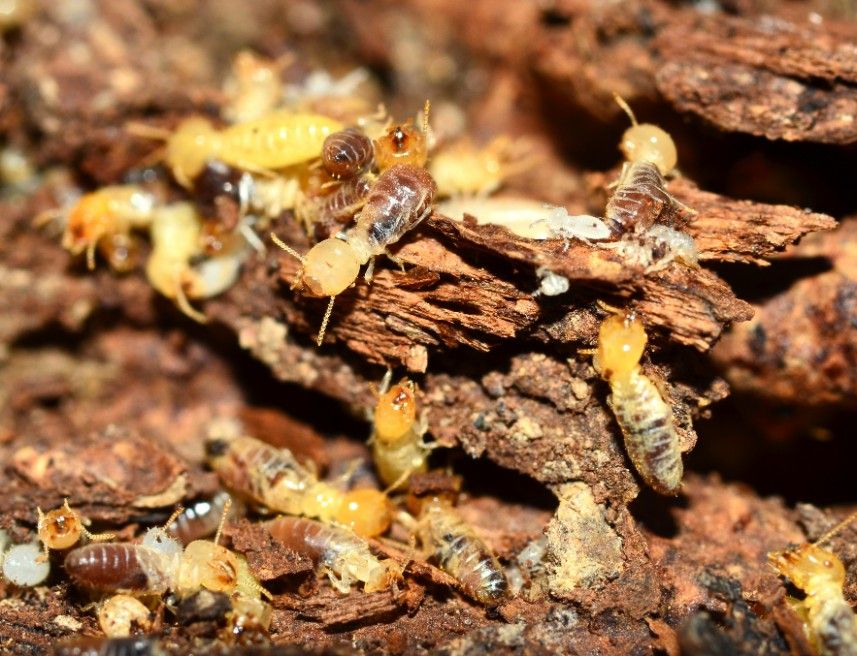A Group of Termites Are Crawling on a Piece of Wood — Advanced Pest Control Wollongong in Kiama, NSW