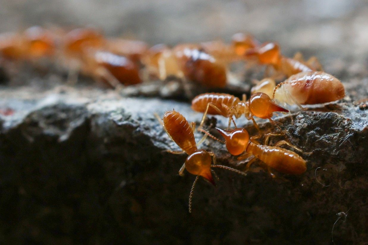 A Group of Termites Are Crawling on a Rock — Advanced Pest Control Wollongong in Nowra, NSW