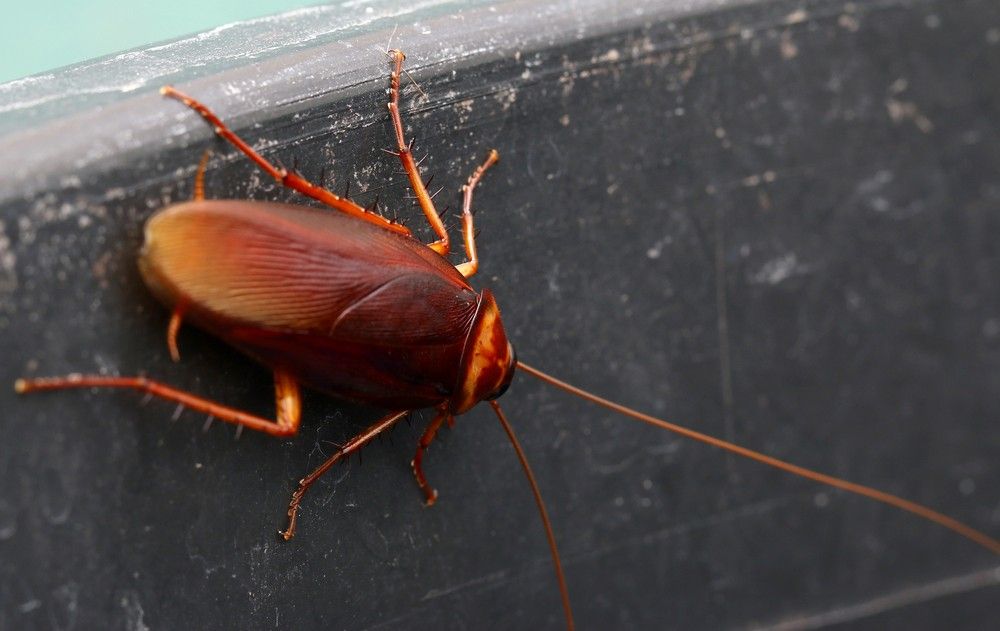 A Cockroach is Sitting on a Black Surface — Advanced Pest Control Wollongong in Dapto, NSW