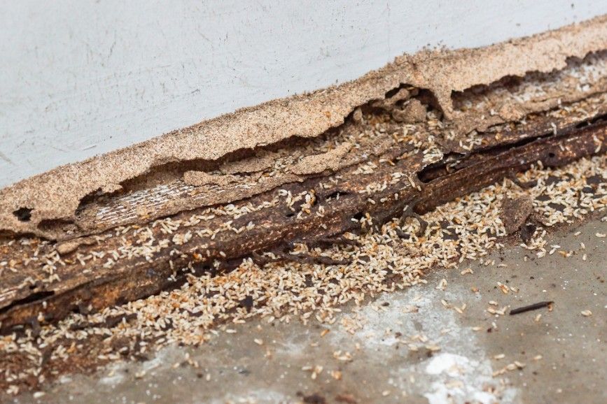 A Close Up of a Piece of Wood That Has Been Eaten by Termites — Advanced Pest Control Wollongong in Woonona, NSW
