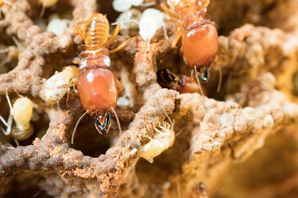 A Group of Termites Are Sitting on Top of a Pile of Dirt — Advanced Pest Control Wollongong in Thirroul, NSW