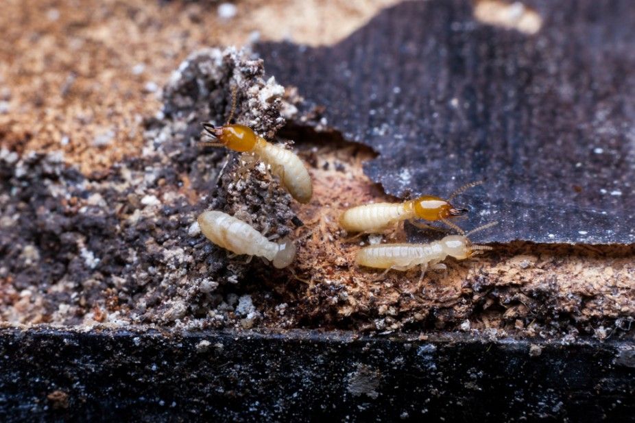 A Group of Termites Are Crawling on a Piece of Wood — Advanced Pest Control Wollongong in Gerringong, NSW