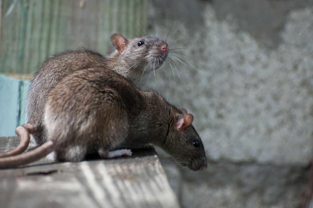 Two brown rats perched on a weathered wooden ledge, one looking up, the other down. — Advanced Pest Control Wollongong in Albion Park Rail, NSW