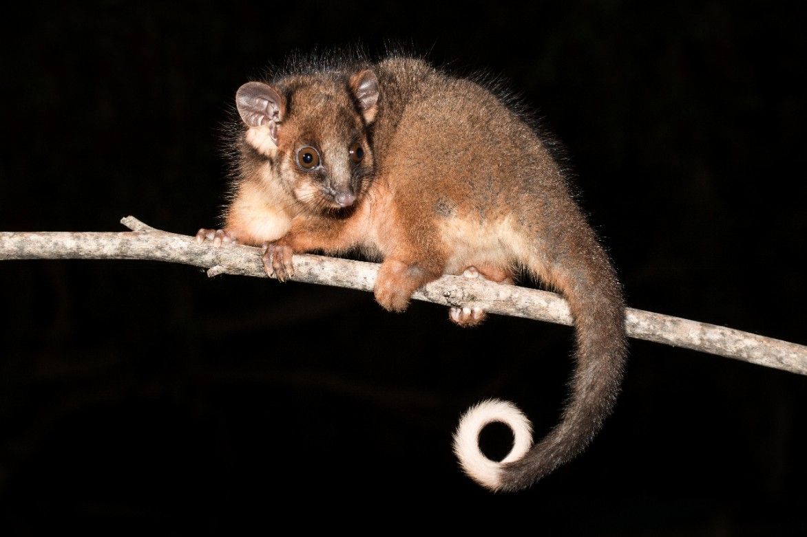 A Small Animal is Sitting on a Tree Branch — Advanced Pest Control Wollongong in Shellharbour, NSW