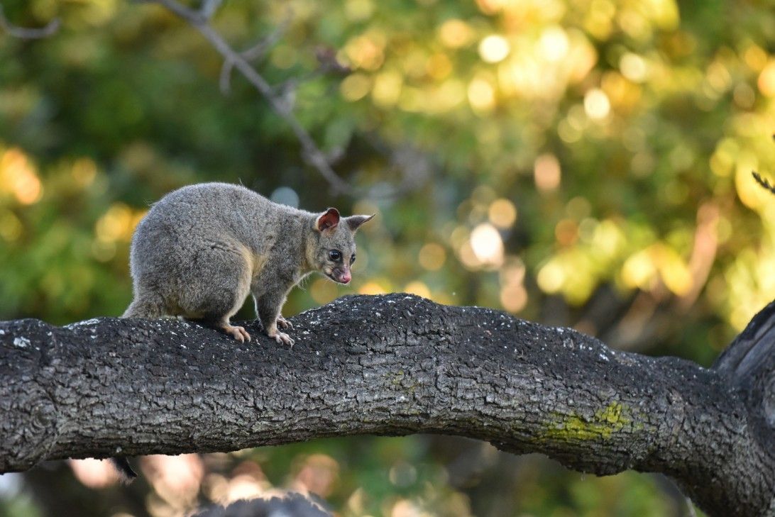 A Small Possum is Sitting on a Tree Branch — Advanced Pest Control Wollongong in Kiama, NSW