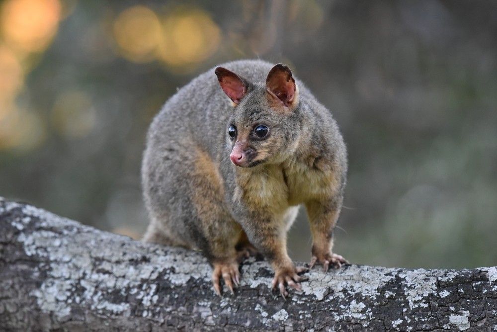 A Possum is Sitting on a Rock — Advanced Pest Control Wollongong in Albion Park, NSW