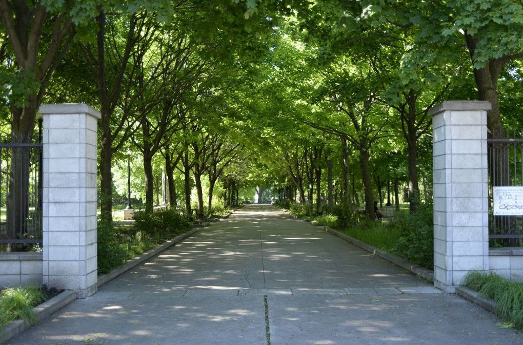 Une rangée d'arbres le long d'une route.