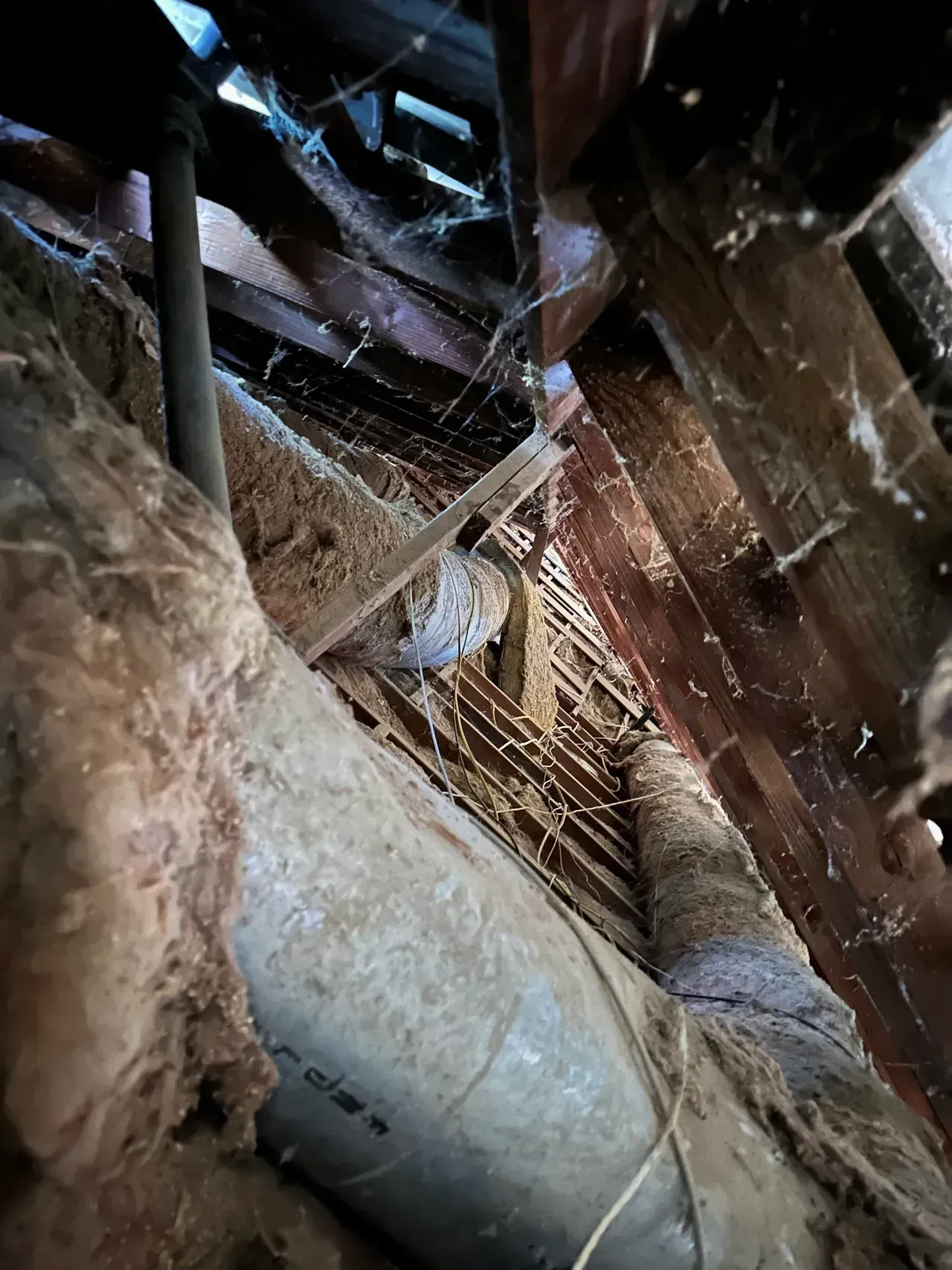 pest control inspection
