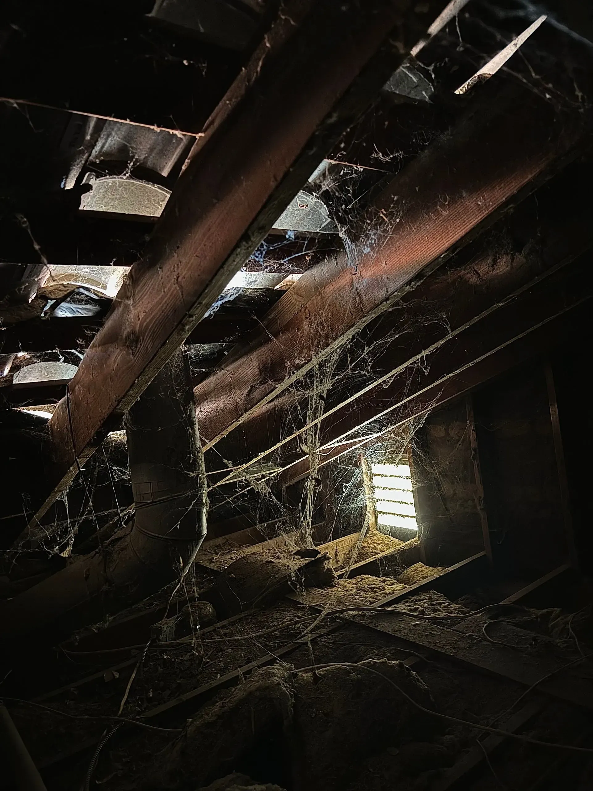 pest control inspection