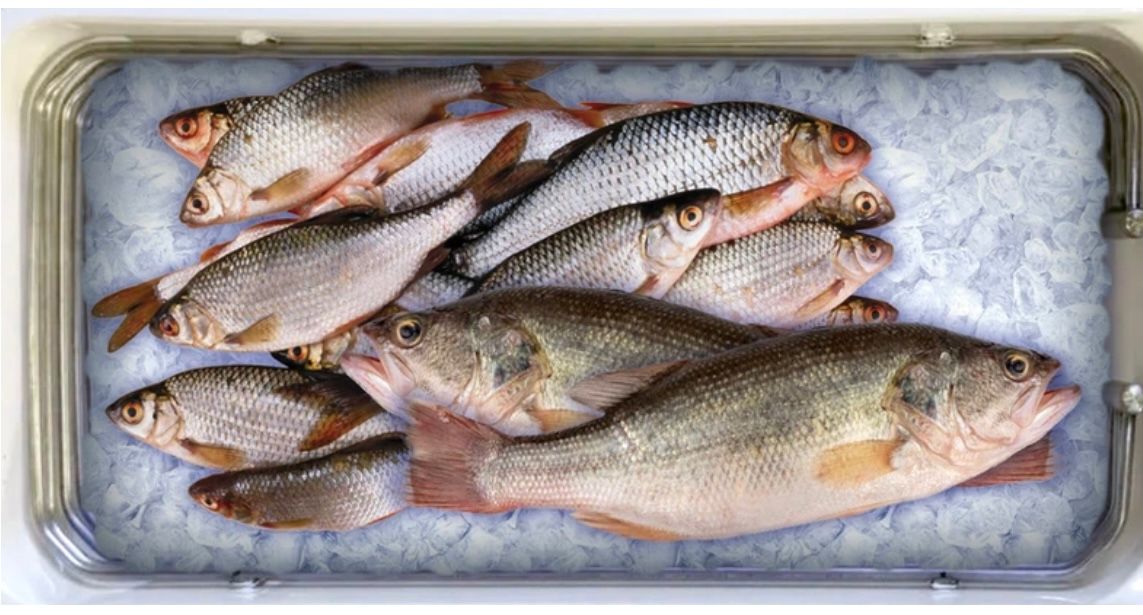 Cold Box Fish Welcome to Frostbox