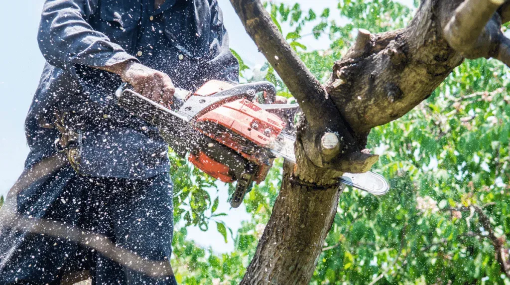 A man is cutting down a tree with a chainsaw.