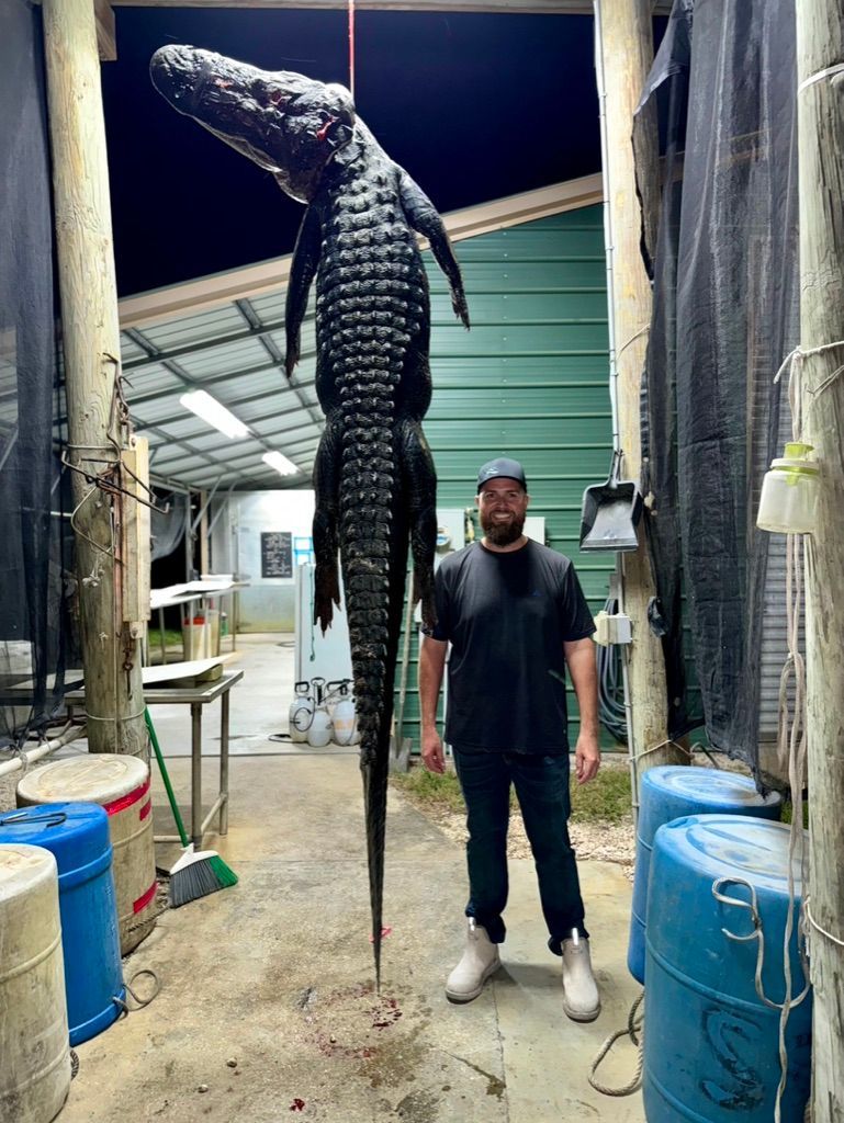 A man standing inside a processing shed at night beside a massive alligator hung vertically from a hoist