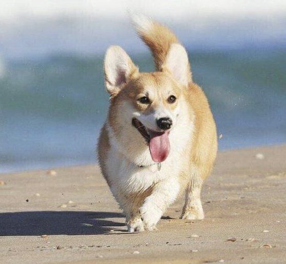 criadero de welsh corgi en washington