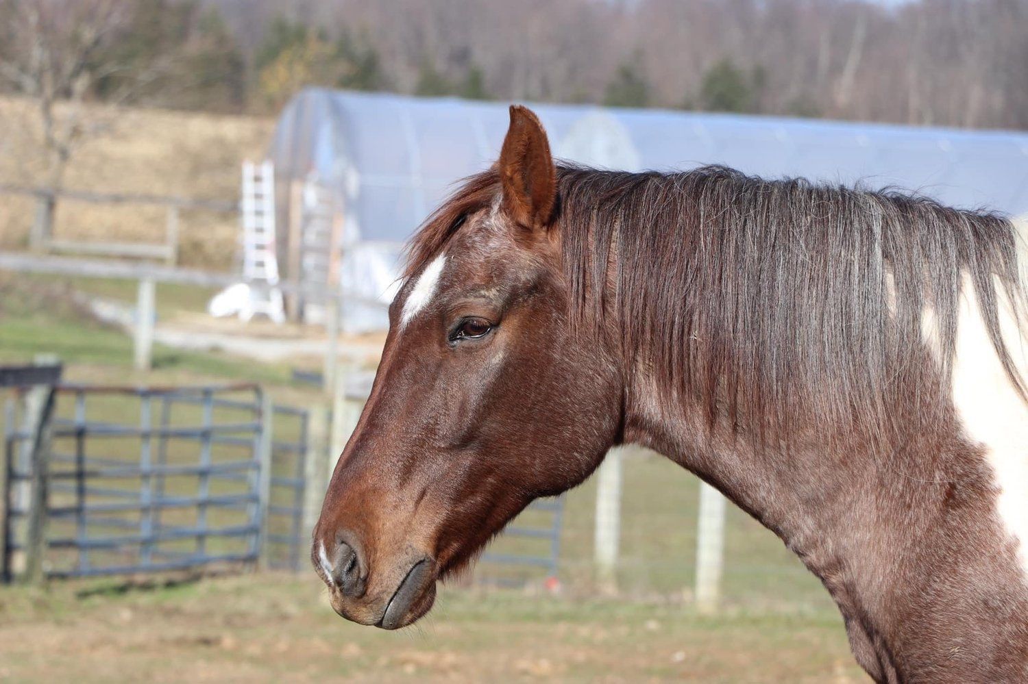 equine programs