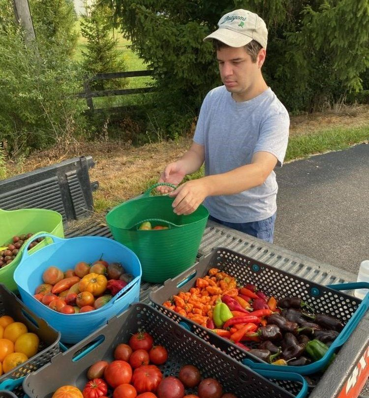 man tomatoes