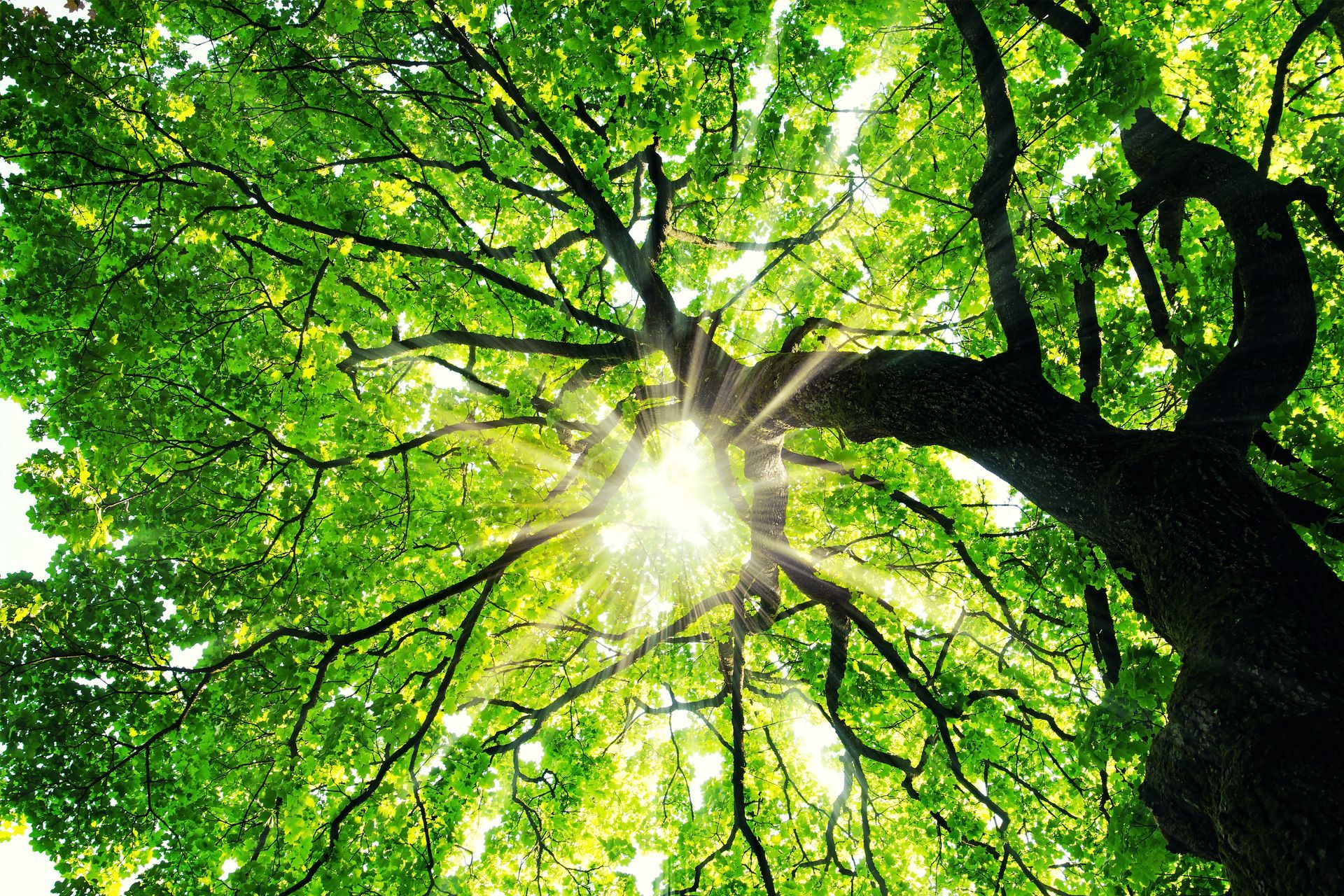 Sunlight streaming through the green leafy canopy of a large tree, viewed from below Sunlight streaming through the green leafy canopy of a large tree, viewed from below