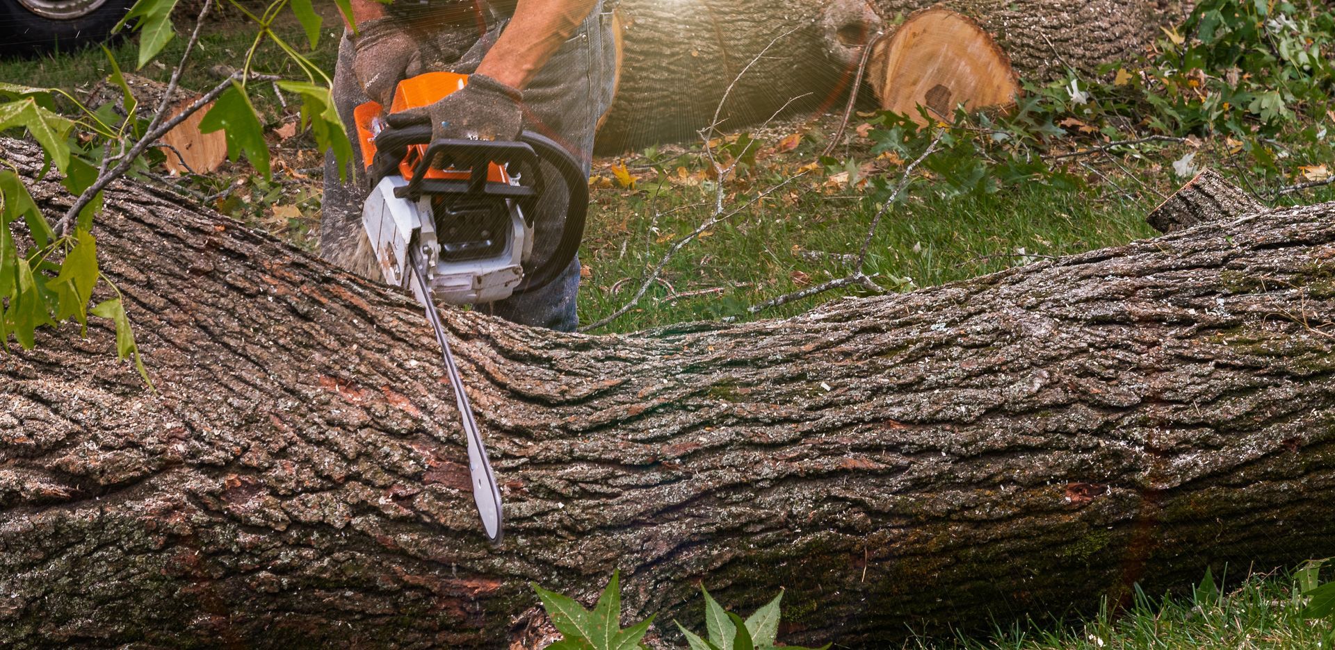 Professional worker, shirtless, cutting trees with a chainsaw. Professional worker, shirtless, cutting trees with a chainsaw.