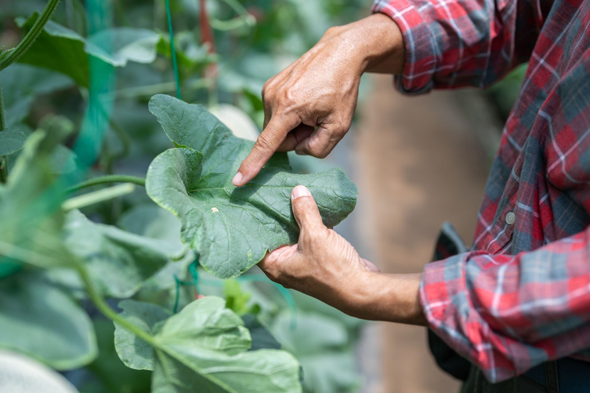 Farmer's hand examining a disease that destroys melon leaves. Farmer's hand examining a disease that destroys melon leaves.