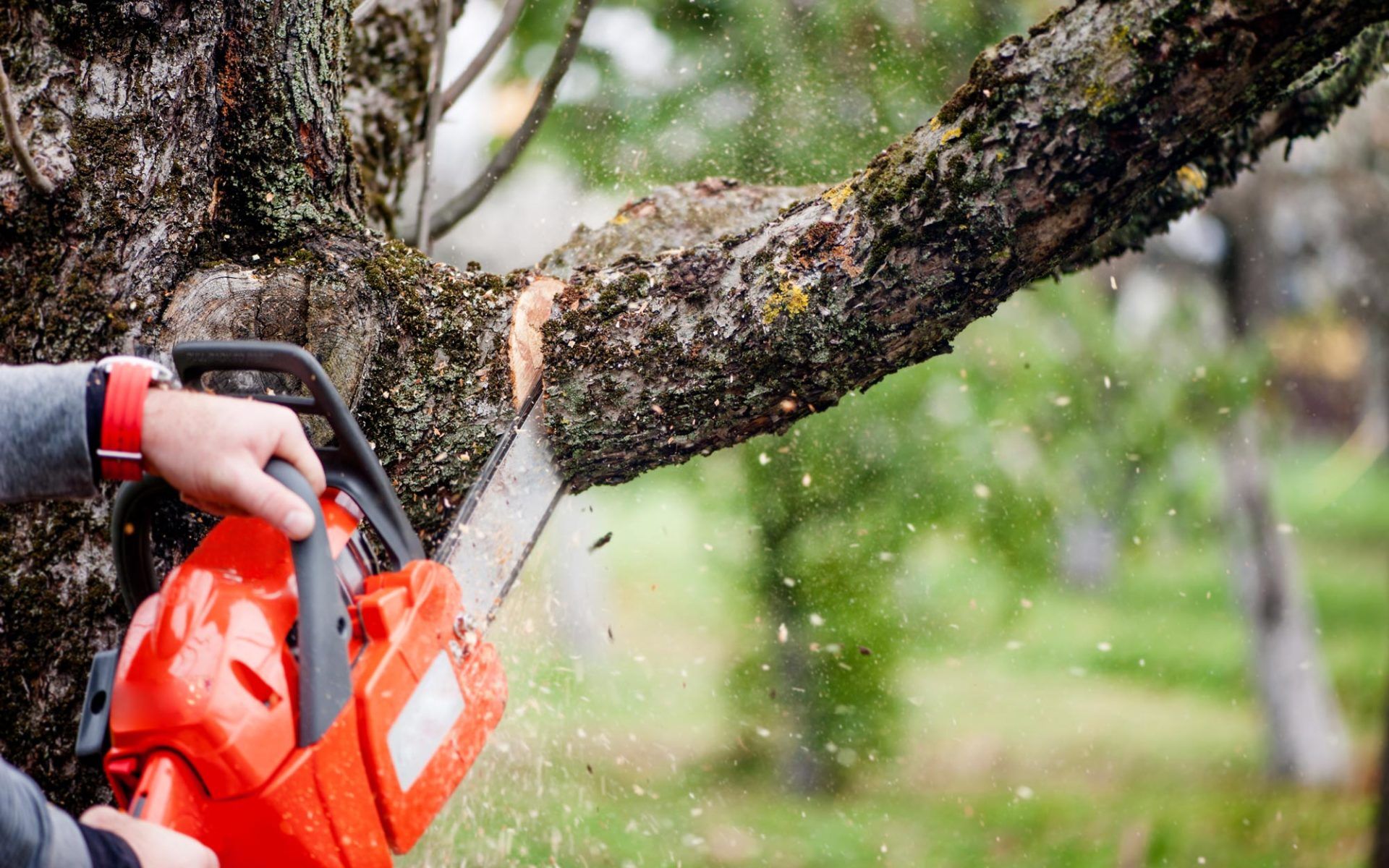 Trimming Tree — Arnold, MO — DeClue & Sons Tree Care, Inc. Trimming Tree — Arnold, MO — DeClue & Sons Tree Care, Inc.