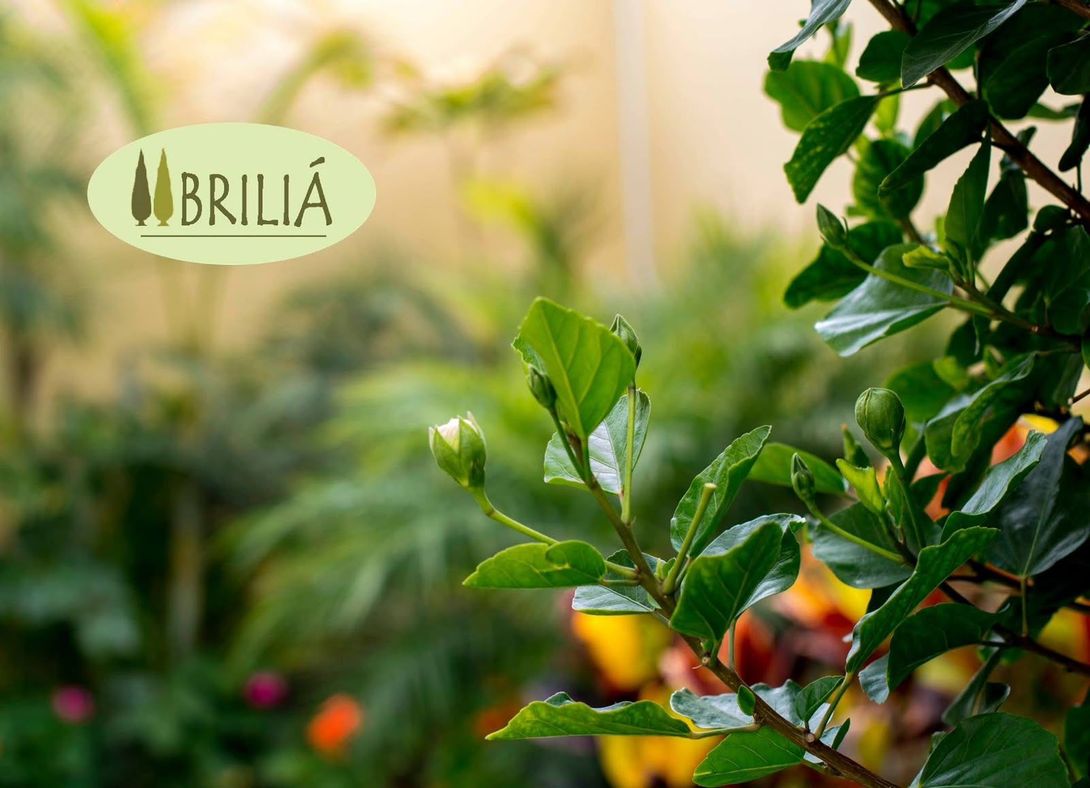 Logotipo de BRILIÁ sobre exuberantes hojas verdes en un entorno de jardín suave y soleado.